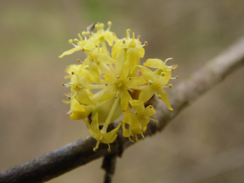 Parco del Ticino :  Cornus mas